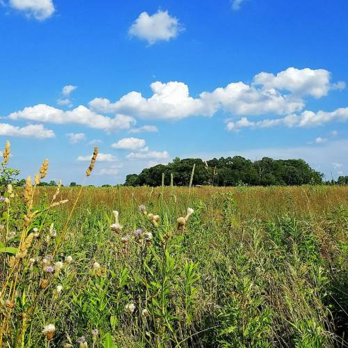 A vibrant field of tall grasses and wildflowers under a bright blue sky with fluffy white clouds.
