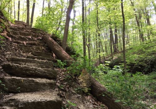 A stone staircase leads up through a lush green forest with trees and foliage surrounding the path.