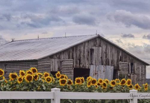 A rustic barn surrounded by vibrant sunflowers under a cloudy sky.