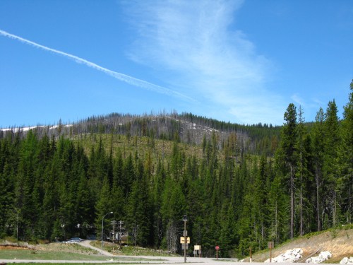 A scenic view of a forested hillside with green trees and a clear blue sky, showing signs of past wildfire damage.