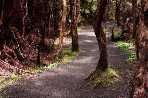 A winding gravel path through a dense forest with trees and lush greenery on either side.