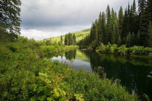 A serene river surrounded by lush greenery and tall trees under a cloudy sky.