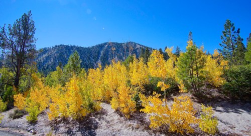 Vibrant yellow foliage on trees against a clear blue sky and distant mountains.