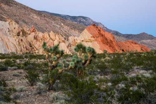 Desert landscape featuring colorful rock formations and green vegetation under a twilight sky.