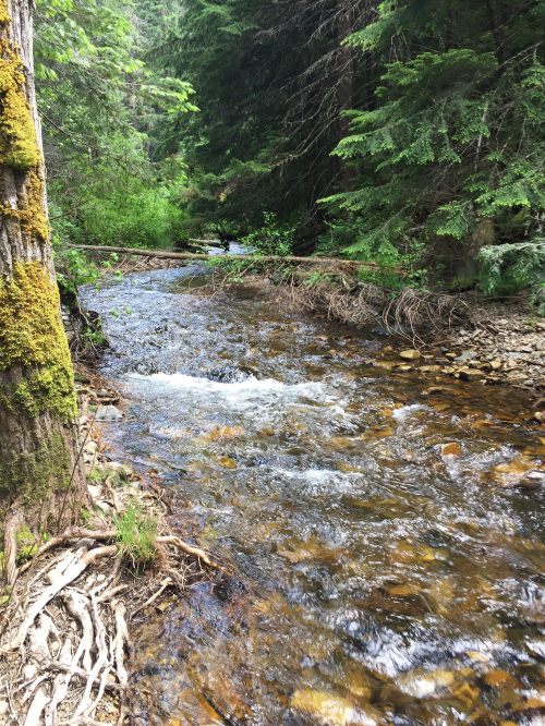 A serene forest stream flows through lush greenery, with moss-covered trees lining the banks.