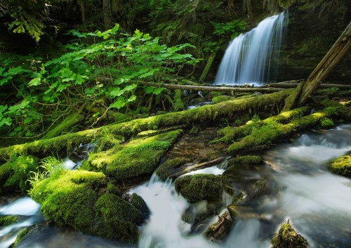 A serene forest scene featuring a waterfall cascading over moss-covered rocks and lush greenery.