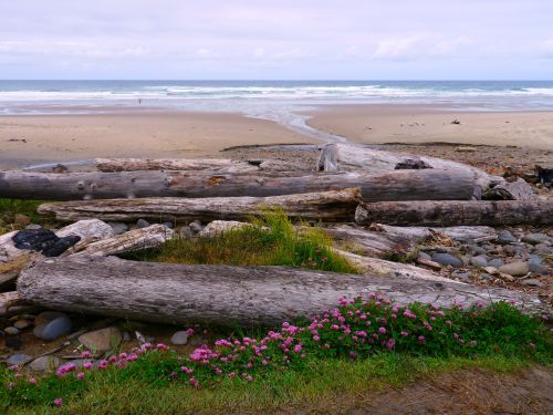 A serene beach scene with driftwood, colorful flowers, and gentle waves under a cloudy sky.