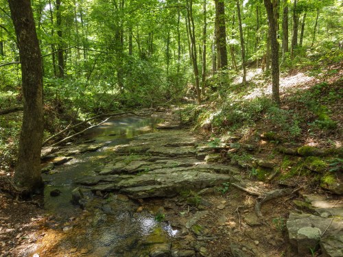 A serene forest scene with a small stream flowing over rocky terrain, surrounded by lush green trees and foliage.