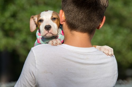 A boy in a white shirt carries a small puppy on his shoulder, both looking content in a green outdoor setting.