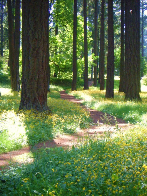A sunlit forest path surrounded by tall trees and vibrant yellow wildflowers.