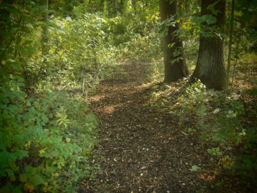A winding dirt path through a lush green forest, flanked by trees and dense foliage.