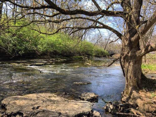 A serene river flows beside a large tree, surrounded by lush greenery and rocky banks under a clear blue sky.