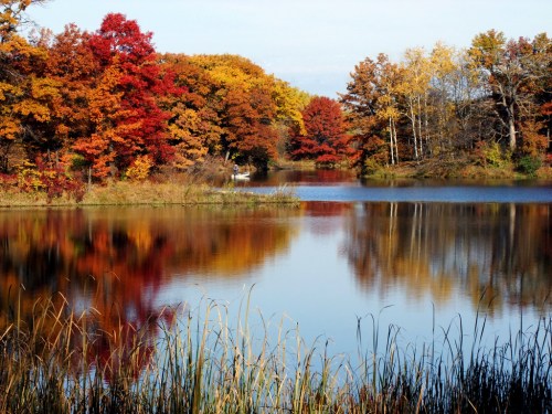 A serene lake surrounded by vibrant autumn trees reflecting in the water, with tall grasses in the foreground.