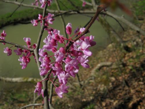 A close-up of pink flowers blooming on a branch, with a blurred green background of water and trees.