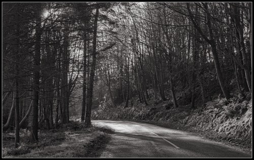 A winding road through a dense forest, captured in black and white, with tall trees lining the sides.