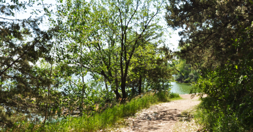 A serene path lined with trees and greenery, leading to a calm body of water on a sunny day.