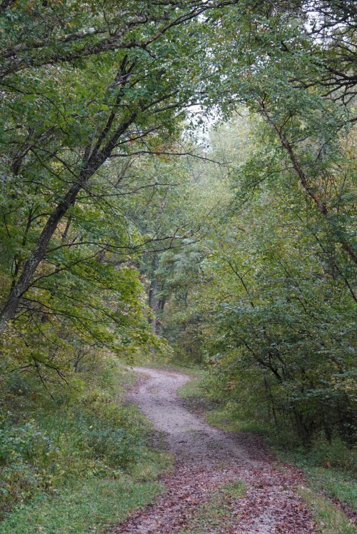 A winding dirt path through a lush, green forest with trees arching overhead.