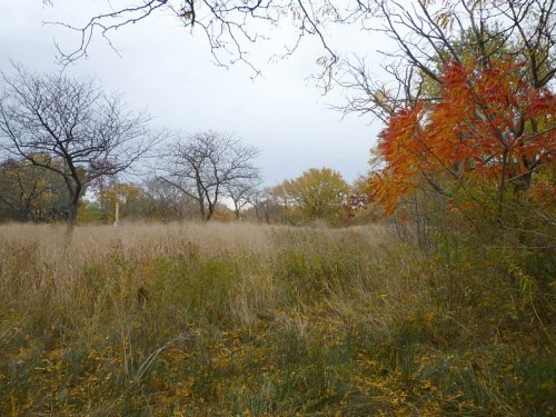 A serene landscape featuring tall grass, bare trees, and vibrant autumn foliage under a cloudy sky.