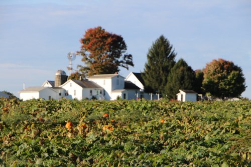 A scenic farm with a white house and trees, surrounded by a pumpkin field under a clear blue sky.