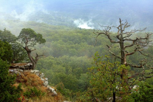 A misty landscape featuring lush green trees and a few bare branches, with rocky terrain in the foreground.
