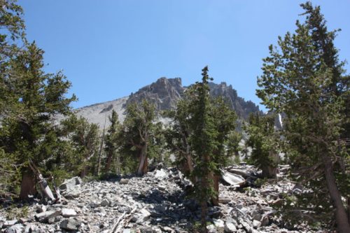 Rocky landscape with scattered trees and a mountain peak under a clear blue sky.
