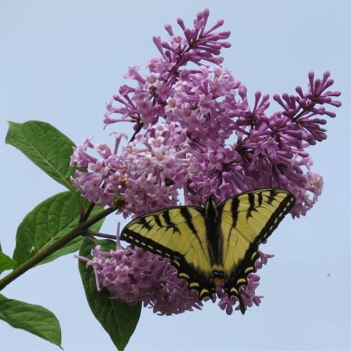 A yellow and black butterfly perched on clusters of purple lilac flowers against a light blue sky.