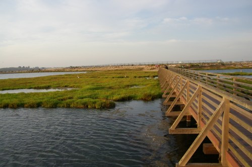 A wooden boardwalk stretches over a marshy area with green grass and calm water under a clear sky.