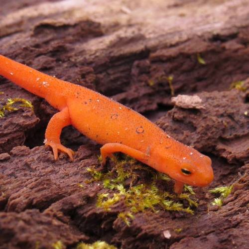 A bright orange salamander on a mossy log, showcasing its smooth skin and slender body.