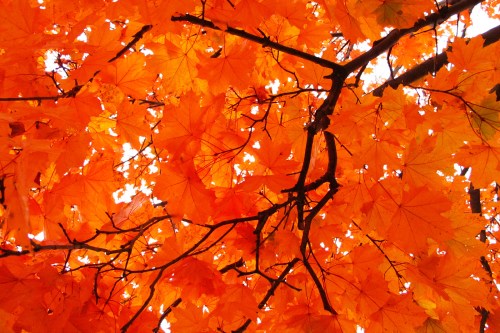 Vibrant orange autumn leaves against a bright background, showcasing the beauty of fall foliage.
