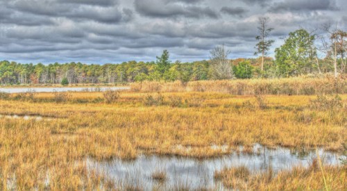 A serene wetland scene with tall grasses, calm water, and a cloudy sky, surrounded by trees in the background.
