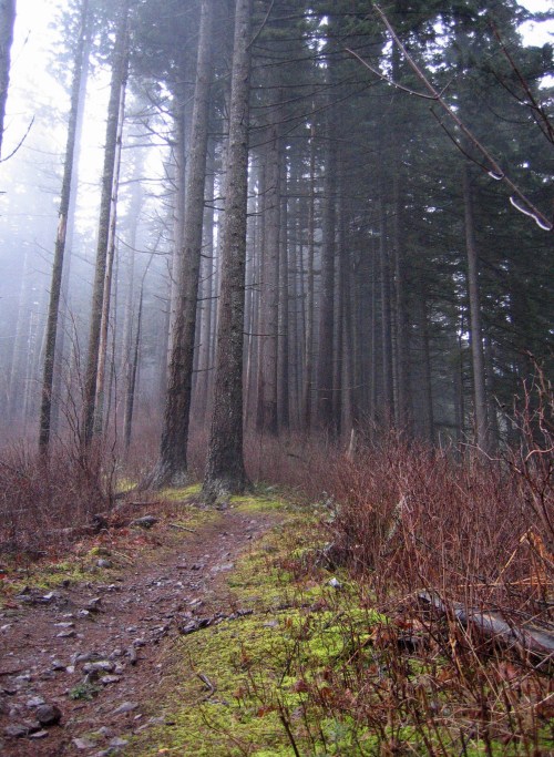 A misty forest path lined with tall trees and lush green moss, creating a serene and tranquil atmosphere.