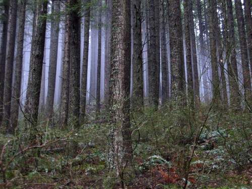 A misty forest with tall trees and dense underbrush, creating a serene and mysterious atmosphere.