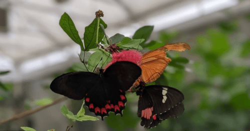 Three butterflies of different colors perched on green leaves, surrounded by a blurred natural background.