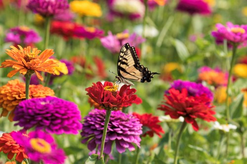 A butterfly perched on vibrant flowers in a colorful garden filled with zinnias.