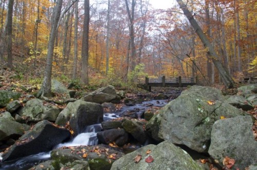 A serene stream flows over rocks, surrounded by autumn trees with vibrant yellow and orange leaves, leading to a wooden bridge.