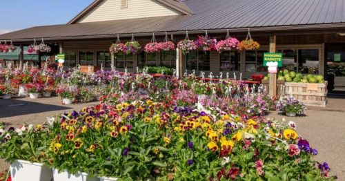 A vibrant flower shop with colorful hanging plants and blooming flowers in front of a rustic building.