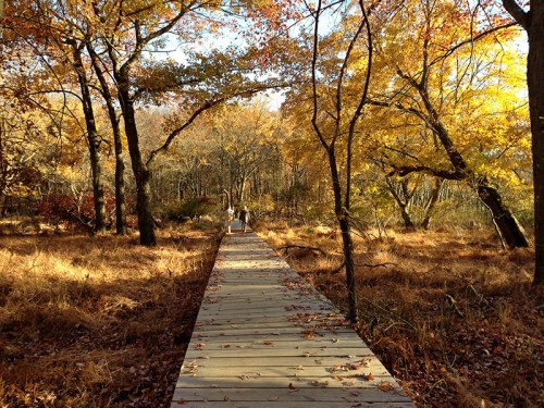 A wooden boardwalk leads through a forest with vibrant autumn foliage and two people walking in the distance.