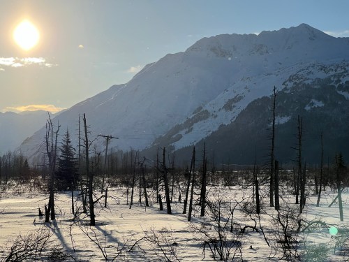 A snowy landscape with dead trees in the foreground and a mountain backdrop under a bright sun.