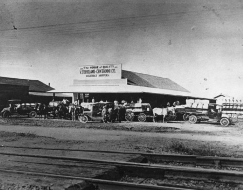 Historic black-and-white photo of a vegetable shipping company with horse-drawn wagons and early automobiles outside.