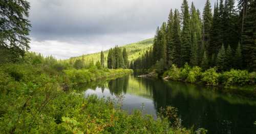 A serene river flows through a lush green forest, reflecting trees and clouds under a partly cloudy sky.