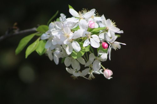 A cluster of white and pink blossoms with green leaves on a branch against a blurred background.