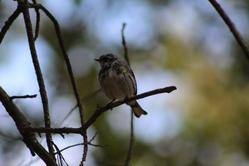 A small bird perched on a branch, surrounded by blurred greenery in the background.