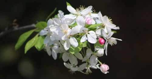 A cluster of white flowers with pink buds on a green branch against a blurred background.