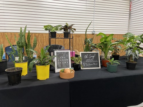 A display of various potted plants on a table, featuring signs for "The Queen Thumb" and "Oh Snap!" in a market setting.