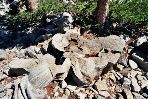 A weathered tree stump surrounded by rocks and greenery in a natural outdoor setting.