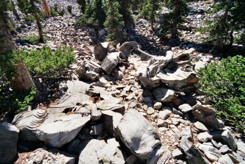 A rocky landscape with large, weathered tree stumps surrounded by scattered stones and greenery.