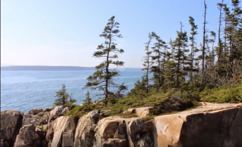 A rocky coastline with tall trees and a clear blue sky over the ocean in the background.