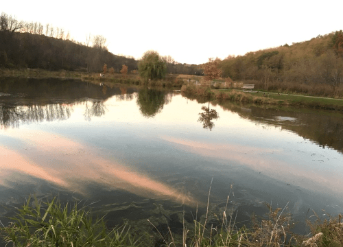 A serene pond reflecting soft pink clouds, surrounded by trees and grassy banks at sunset.