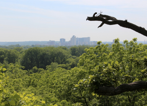 A view of a city skyline in the distance, framed by lush green trees and a branch in the foreground.