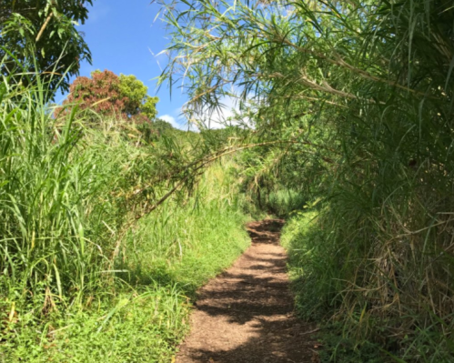 A narrow dirt path winds through lush greenery and tall grass under a clear blue sky.
